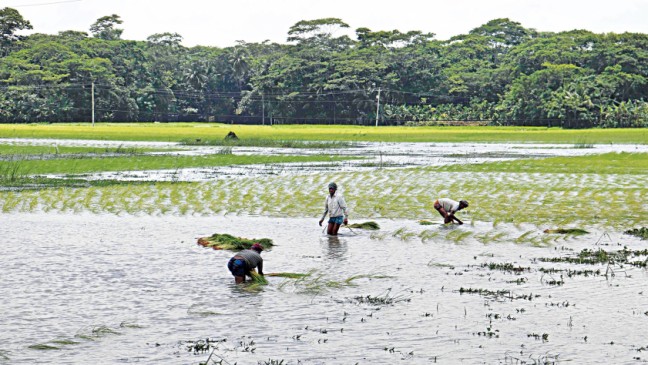 Agriculture sector’s resilience on the wane: What to do?