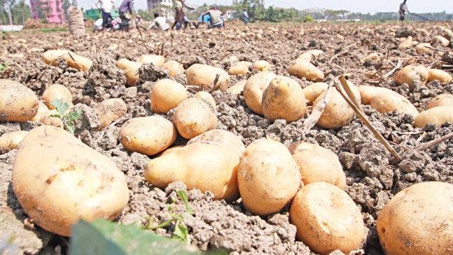 TCB to sell potato amid price hike