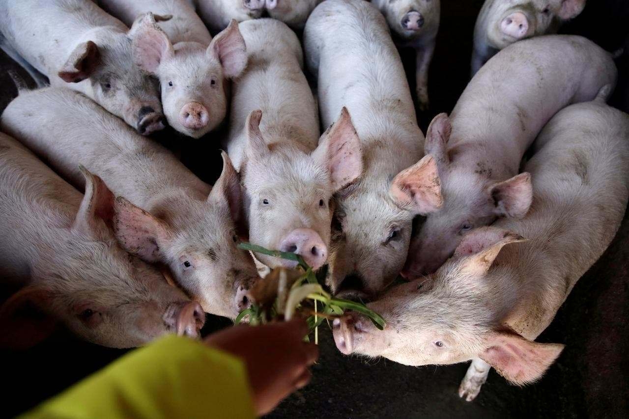 Canada reports rare strain of swine flu within a human