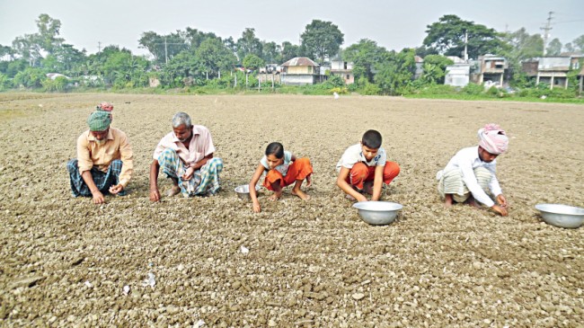 Govt eyes self-sufficiency in onion production