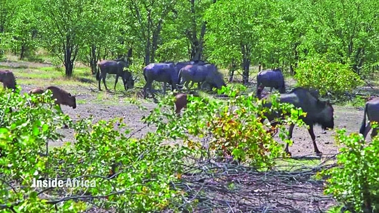 Namibia is auctioning 170 wild elephants amid drought
