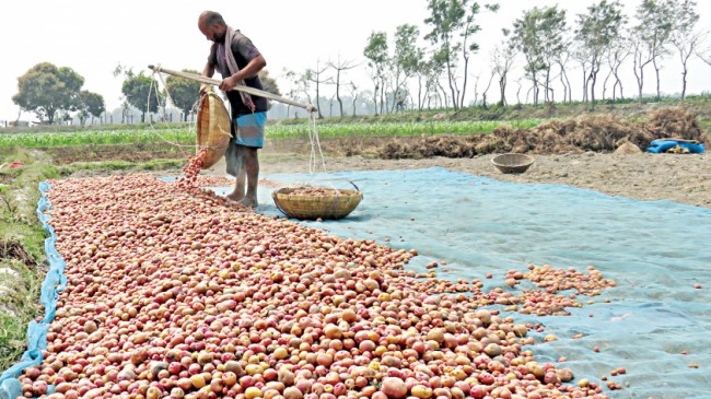 Profit eludes potato farmers