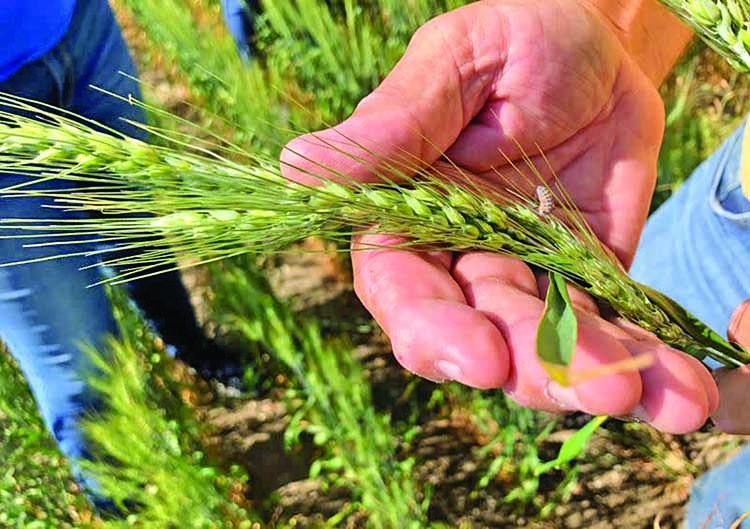 US white wheat growers profit just as China snaps up supplies