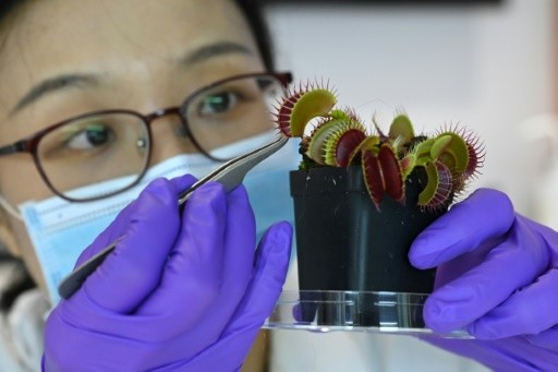 Rise of the 'robo-plants', while scientists fuse dynamics with tech