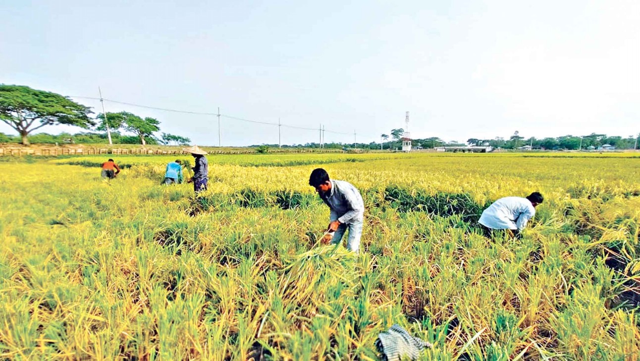 Boro harvest completely swing in Sylhet’s haor