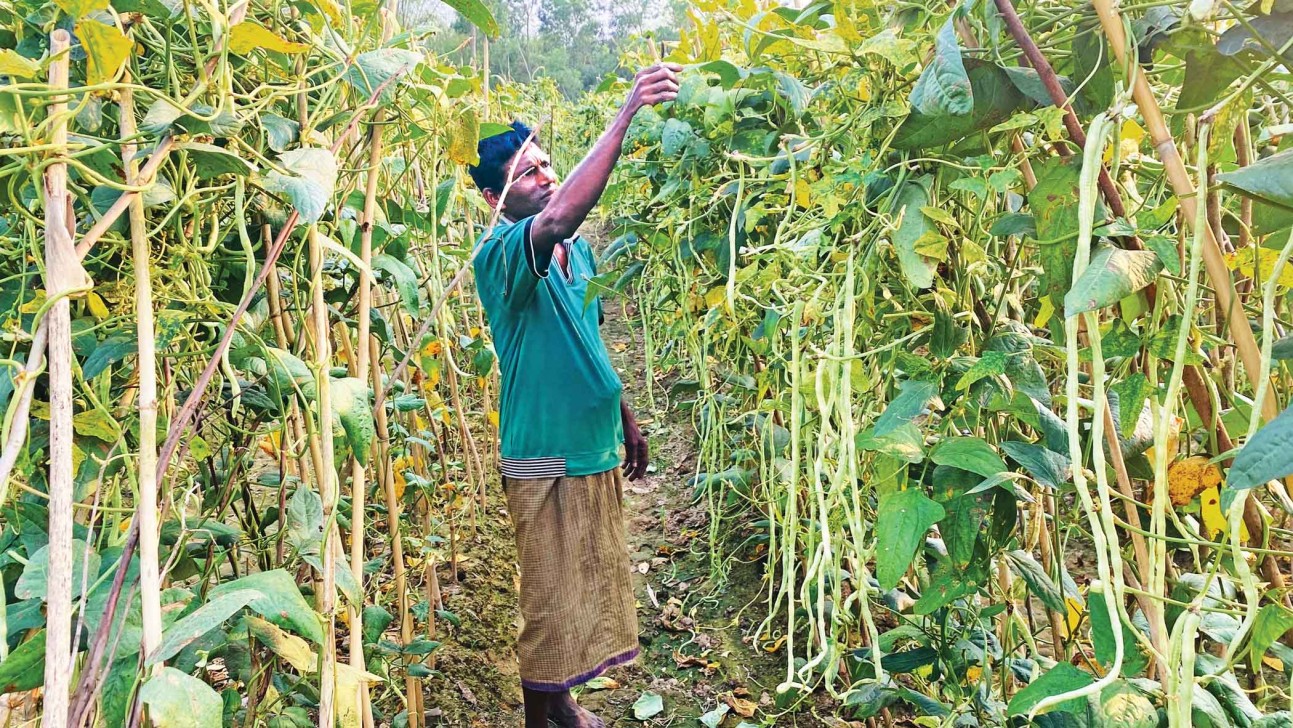 Yardlong bean farmers over the moon with bumper yields