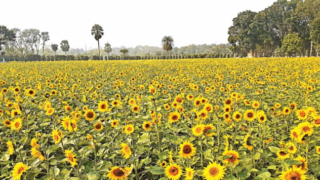 Sunflower acreage rises  on rising profits