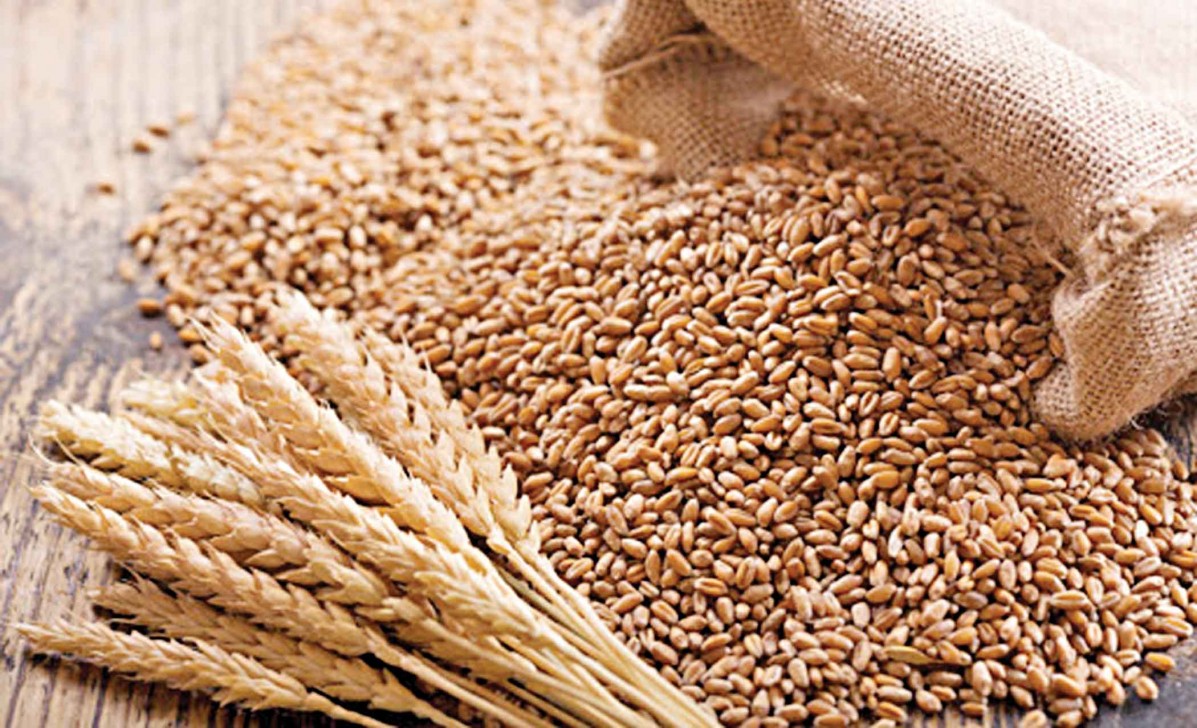 Bangladesh Govt to get 5 lakh tonnes of wheat from Russia