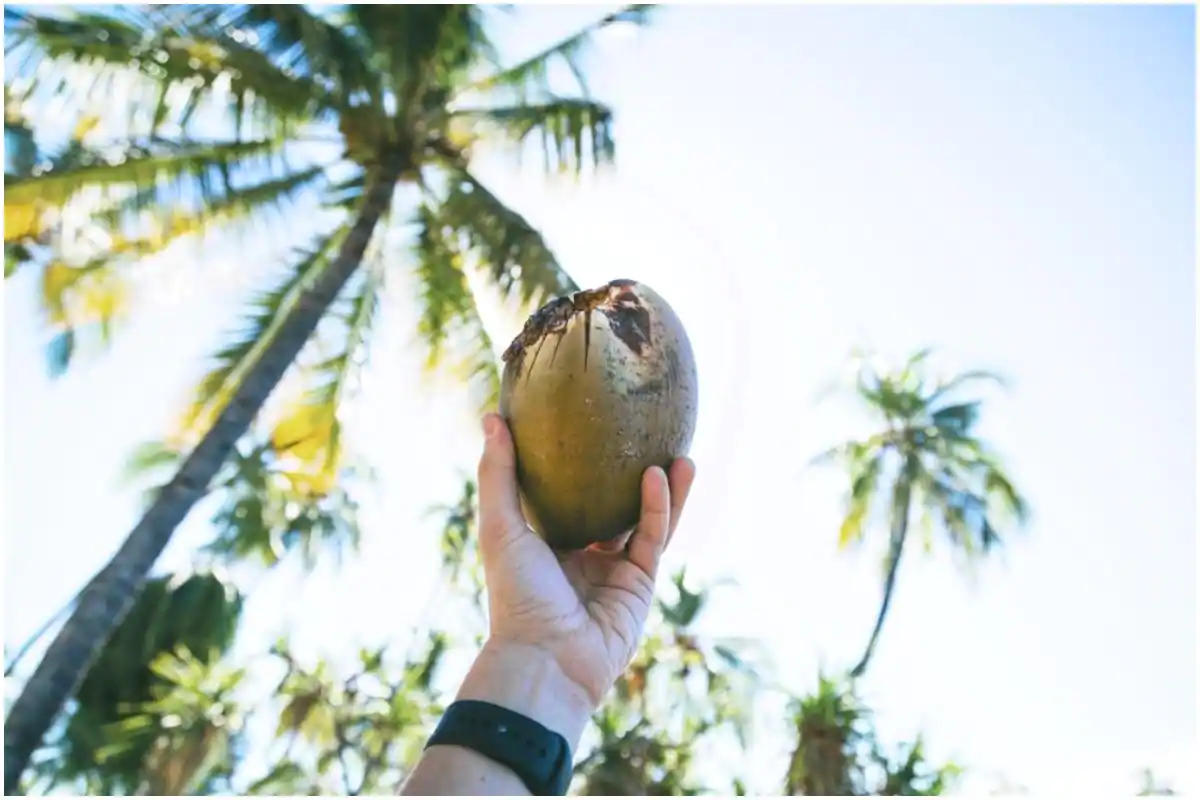 5 Reasons Why Coconut is Best Food For Thyroid Health
