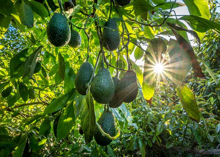 California avocado growers expecting a slightly smaller yield, with larger fruit sizing