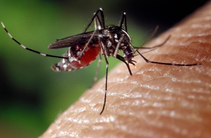 Experts predict climate change could bring dengue fever to UK