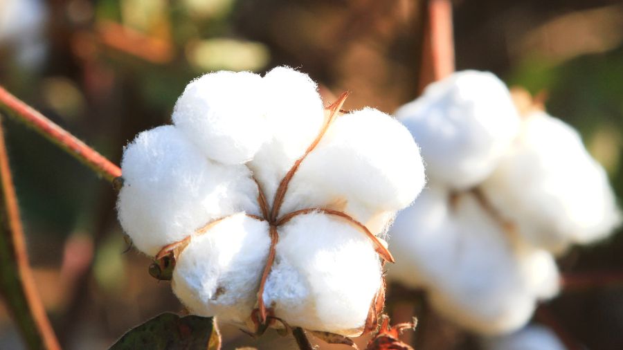 Global Cotton Thread Market - Unraveling Trends in Textile Industry