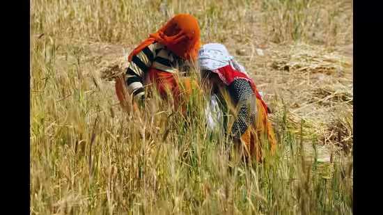 Govt plans to double down on rice, millet stocking amid heat threat to wheat yield