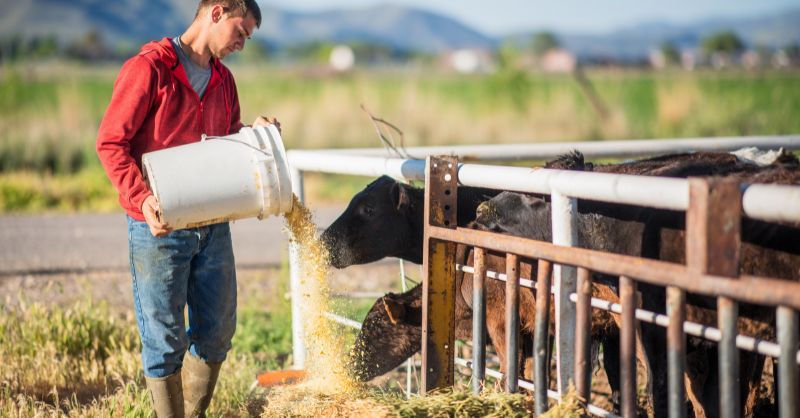 Natural Animal Fodders: A Boon for Affordable and Organic Animal Feed