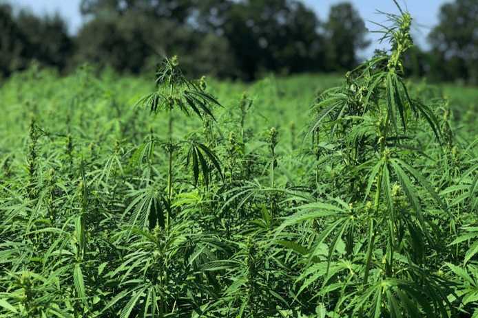 Textile Exchange launches Growing Hemp for the Future report