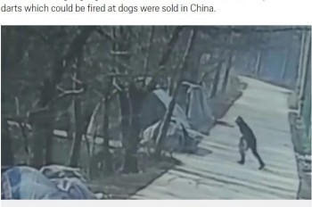 Police arrest pet owner who killed dog hunter in China