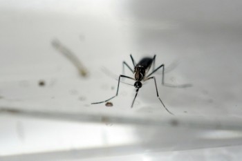 Sterilized mosquito trial slashes dengue-spreading population