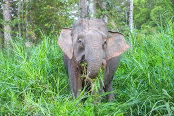 Endangered pygmy elephant shot dead on Borneo