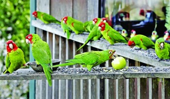 US wild parrots branching out throughout city