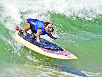 Surf Dogs hit the waves for World Championships
