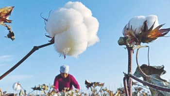 Cotton prices stable despite trade war
