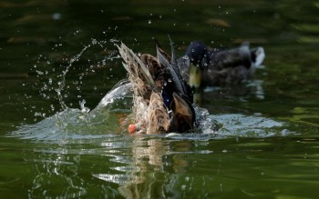 A duck dives to clean its feathers in a pond in central Vienna, Austria