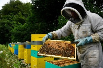France's ban on bee-killing pesticides