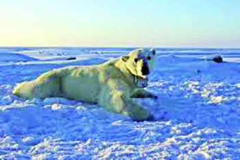 Alaska experiences boom in polar bear tourism