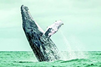Pro- and anti- whaling nations brace for battle