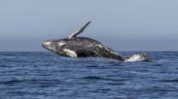 Pro-whaling nations block sanctuary plan