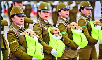 Police puppies the real stars of Chile's military parade