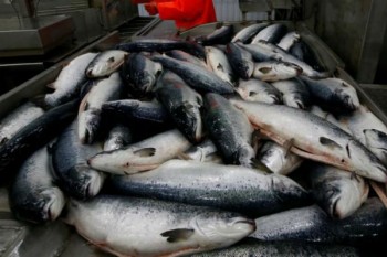 Bangladeshi traders stop fish export to Tripura