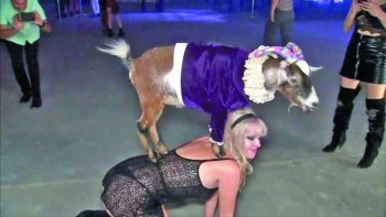 Dwarf goats make the party scene in Los Angeles