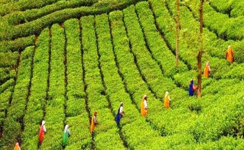 Tea plantation can help cut poverty in north: experts
