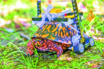 Injured turtle gets wheelchair!
