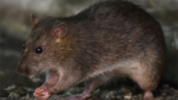 World's first human case of rat hepatitis E found