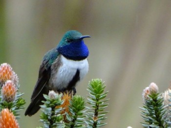 New species of hummingbird identified in Ecuador