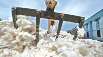 Scant rains to dent India's cotton output, exports