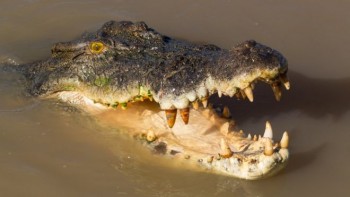 Aboriginal ranger 'taken by crocodile' in Australia
