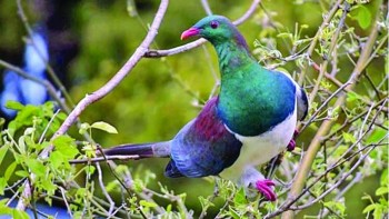 New Zealand votes tipsy pigeon bird of the year