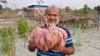 Bangladesh farmer grows world’s ‘biggest' sweet potato
