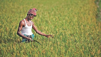 Rice yield to go up