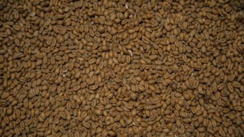 Bangladesh wheat tender gets lowest offer of $291.93 a tonne