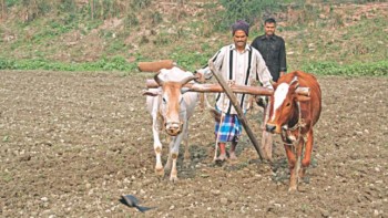 New policy to shield farmers