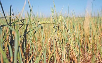 Wheat acreage may shrink