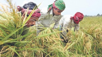 Rice output to rise, USDA forecasts