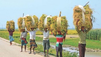 Boro harvest begins amid falling rice price