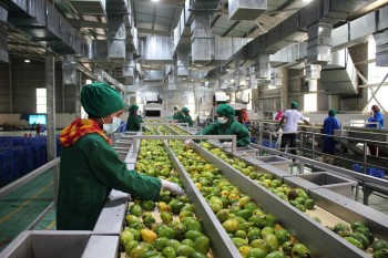 Pran begins processing year’s mango stock