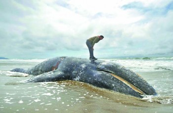 Waterfront owners asked to take dead whales