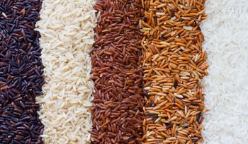 Govt to allow rice export amid supply glut